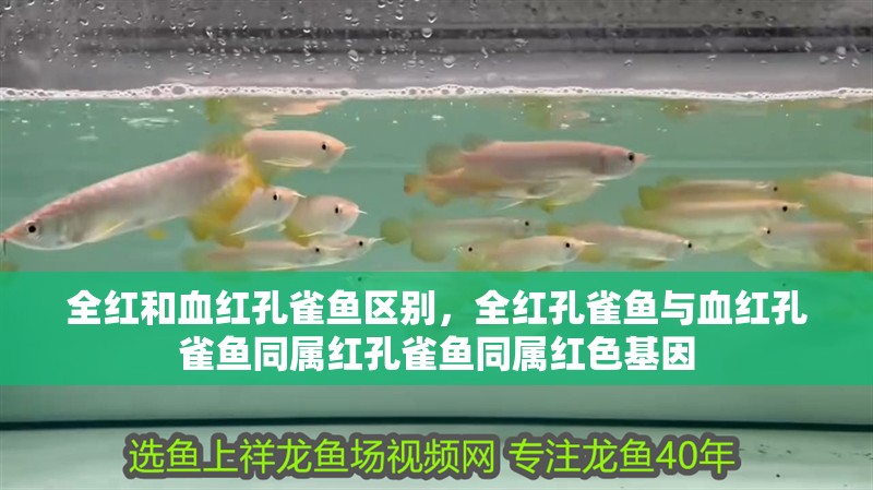 全紅和血紅孔雀魚區別，全紅孔雀魚與血紅孔雀魚同屬紅孔雀魚同屬紅色基因 全紅和血紅孔雀魚區別，全紅孔雀魚與血紅孔雀魚同屬紅孔雀魚同屬紅色基因 龍魚論壇