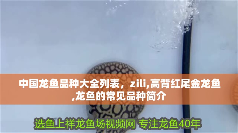 中國龍魚品種大全列表，zili,高背紅尾金龍魚,龍魚的常見品種簡介 中國龍魚品種大全列表，zili,高背紅尾金龍魚,龍魚的常見品種簡介 龍魚百科