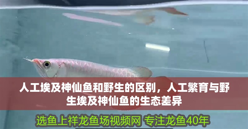 人工埃及神仙魚和野生的區別，人工繁育與野生埃及神仙魚的生態差異