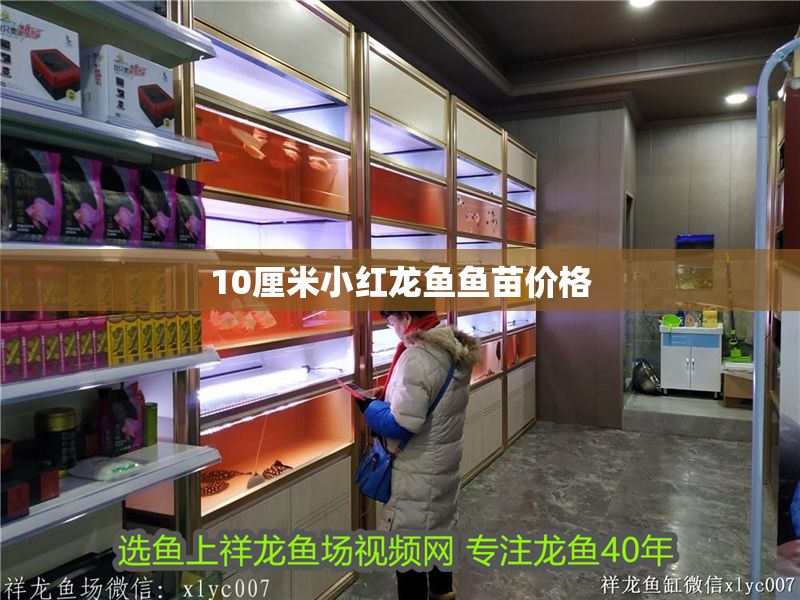 10厘米小紅龍魚魚苗價格