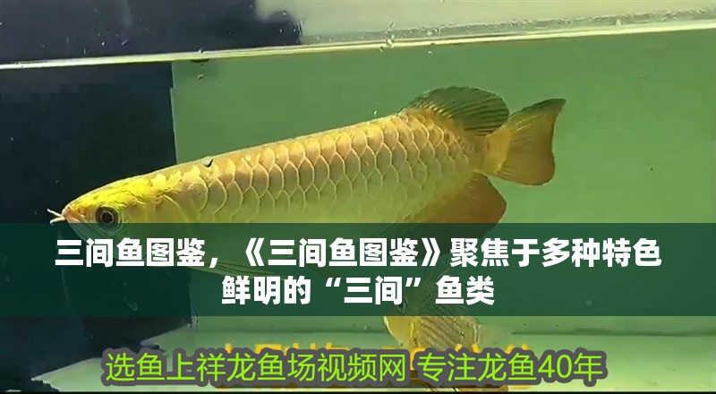 三間魚(yú)圖鑒，《三間魚(yú)圖鑒》聚焦于多種特色鮮明的“三間”魚(yú)類(lèi)