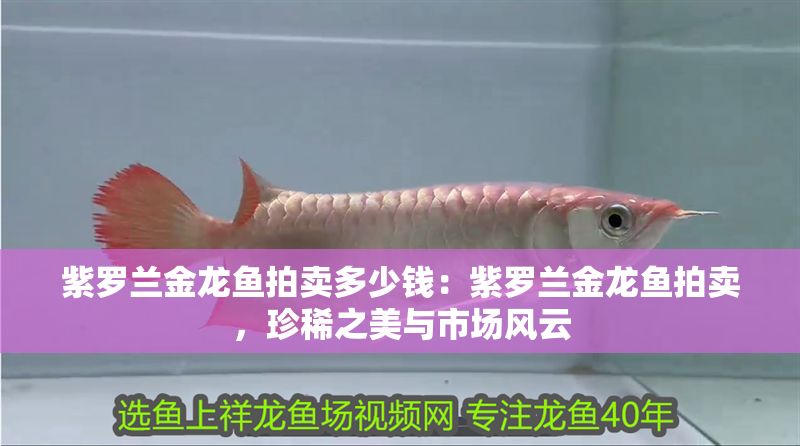 紫羅蘭金龍魚拍賣多少錢：紫羅蘭金龍魚拍賣，珍稀之美與市場風云