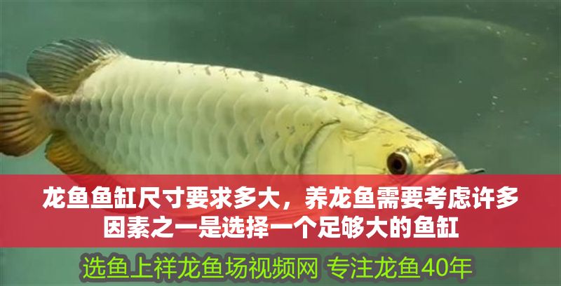 龍魚魚缸尺寸要求多大，養龍魚需要考慮許多因素之一是選擇一個足夠大的魚缸