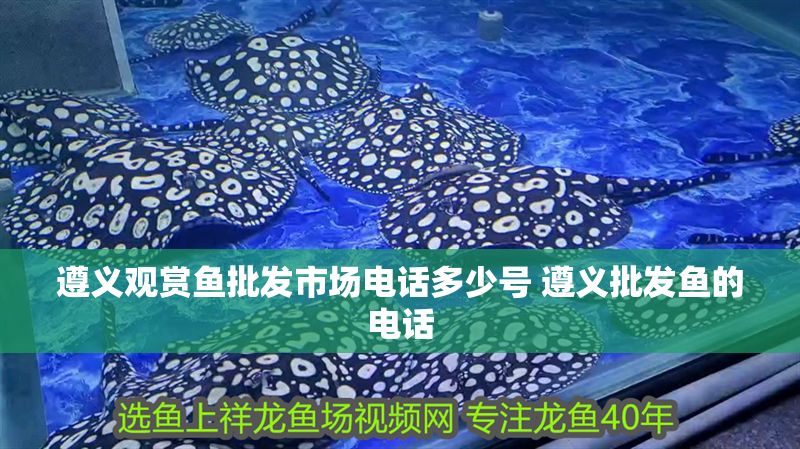 遵義觀賞魚批發(fā)市場(chǎng)電話多少號(hào) 遵義批發(fā)魚的電話