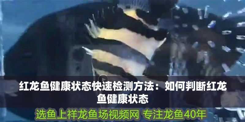 紅龍魚健康狀態(tài)快速檢測方法：如何判斷紅龍魚健康狀態(tài)