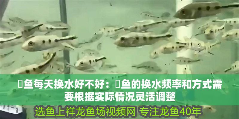 魟魚每天換水好不好：魟魚的換水頻率和方式需要根據實際情況靈活調整