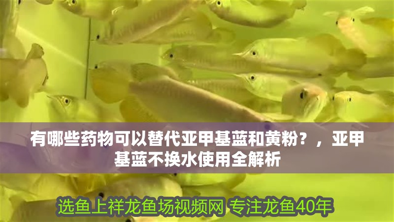有哪些藥物可以替代亞甲基藍和黃粉？，亞甲基藍不換水使用全解析