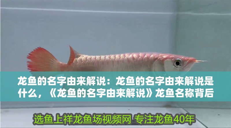 龍魚的名字由來解說：龍魚的名字由來解說是什么，《龍魚的名字由來解說》龍魚名稱背后的豐富故事