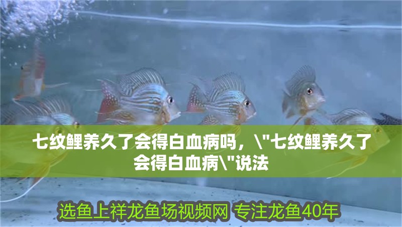七紋鯉養(yǎng)久了會得白血病嗎，\