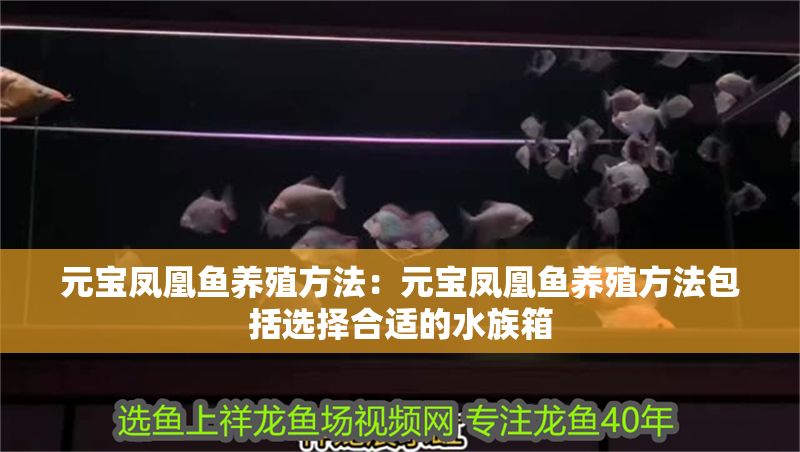 元寶鳳凰魚養殖方法：元寶鳳凰魚養殖方法包括選擇合適的水族箱 元寶鳳凰魚養殖方法：元寶鳳凰魚養殖方法包括選擇合適的水族箱 元寶鳳凰魚百科 第1張