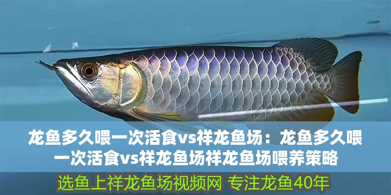 龍魚多久喂一次活食vs祥龍魚場(chǎng)：龍魚多久喂一次活食vs祥龍魚場(chǎng)祥龍魚場(chǎng)喂養(yǎng)策略