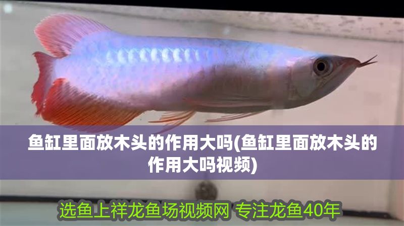 魚(yú)缸里面放木頭的作用大嗎(魚(yú)缸里面放木頭的作用大嗎視頻)