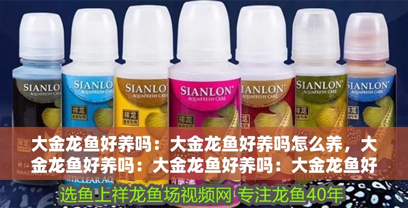 大金龍魚好養嗎：大金龍魚好養嗎怎么養，大金龍魚好養嗎：大金龍魚好養嗎：大金龍魚好養嗎