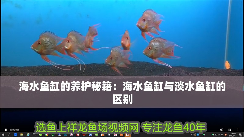 海水魚缸的養(yǎng)護秘籍：海水魚缸與淡水魚缸的區(qū)別