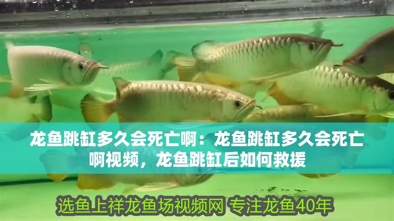 龍魚跳缸多久會死亡?。糊堲~跳缸多久會死亡啊視頻，龍魚跳缸后如何救援
