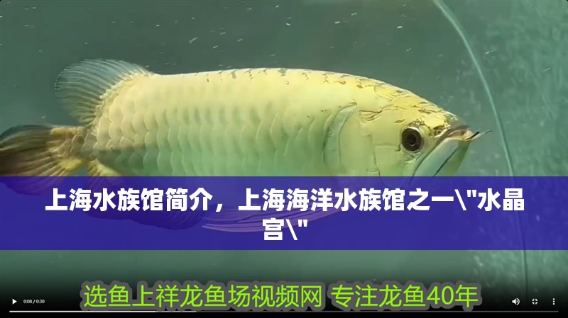 上海水族館簡介,上海海洋水族館之一\ 上海水族館簡介,上海海洋水族館之一 上海水族館簡介,上海海洋水族館之一\