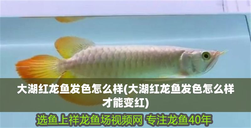 大湖紅龍魚發色怎么樣(大湖紅龍魚發色怎么樣才能變紅) 大湖紅龍魚發色怎么樣(大湖紅龍魚發色怎么樣才能變紅) 大湖紅龍魚百科 第1張