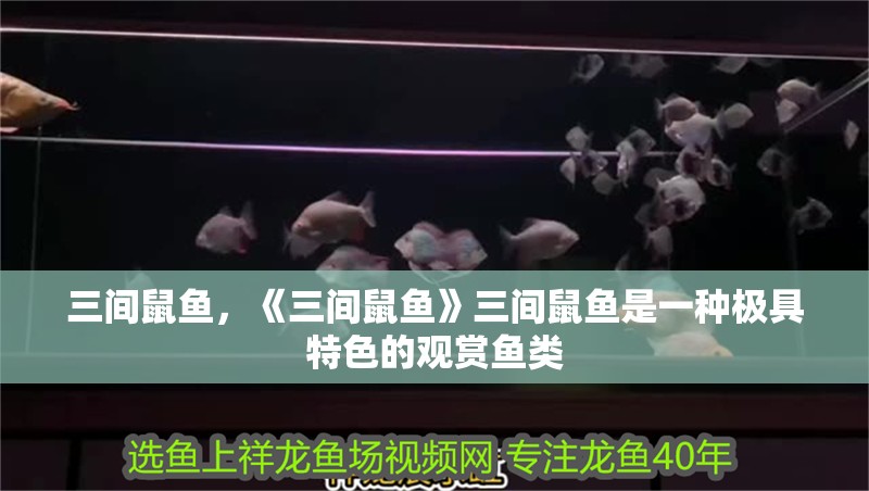三間鼠魚，《三間鼠魚》三間鼠魚是一種極具特色的觀賞魚類 三間鼠魚，《三間鼠魚》三間鼠魚是一種極具特色的觀賞魚類 龍魚論壇