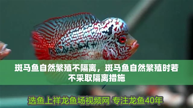 斑馬魚自然繁殖不隔離，斑馬魚自然繁殖時若不采取隔離措施