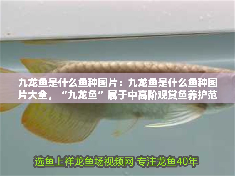 九龍魚是什么魚種圖片：九龍魚是什么魚種圖片大全，“九龍魚”屬于中高階觀賞魚養護范疇