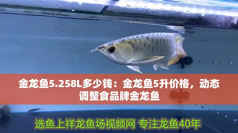 金龍魚5.258L多少錢：金龍魚5升價格，動態調整食品牌金龍魚