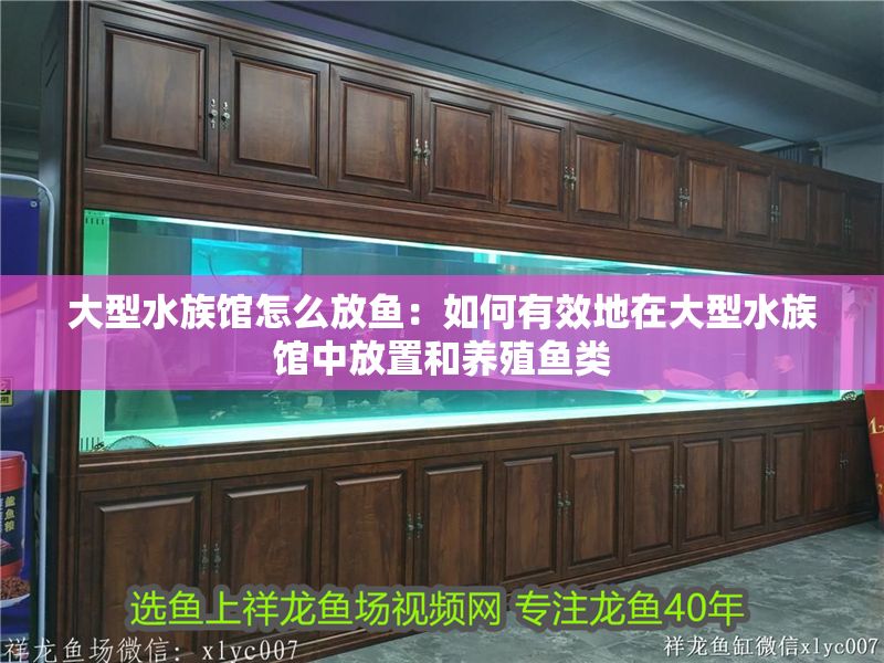 大型水族館怎么放魚：如何有效地在大型水族館中放置和養殖魚類 大型水族館怎么放魚：如何有效地在大型水族館中放置和養殖魚類 水族館百科（水族館加盟） 第1張
