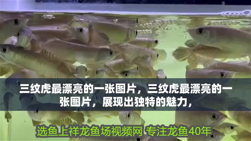 三紋虎最漂亮的一張圖片，三紋虎最漂亮的一張圖片，展現出獨特的魅力，