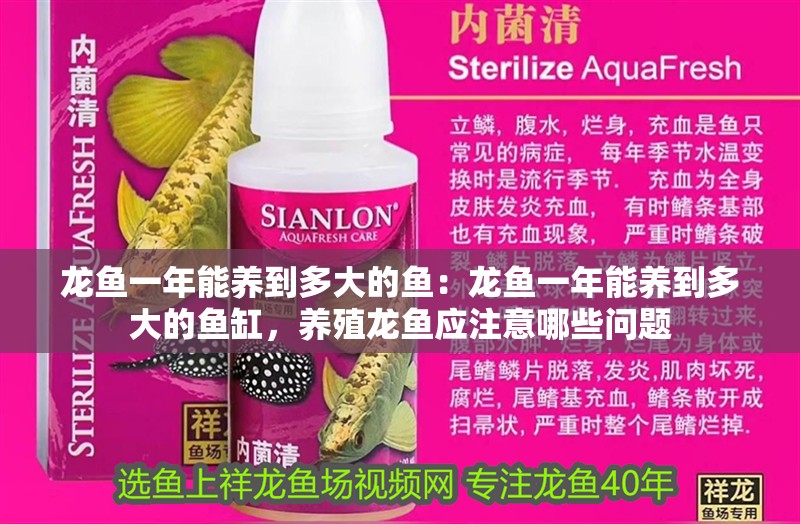 龍魚一年能養到多大的魚：龍魚一年能養到多大的魚缸，養殖龍魚應注意哪些問題 龍魚一年能養到多大的魚：龍魚一年能養到多大的魚缸，養殖龍魚應注意哪些問題 水族問答