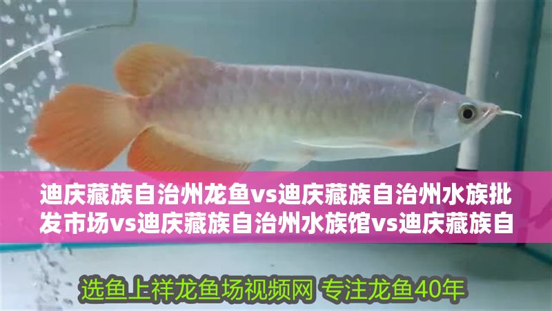 迪慶藏族自治州龍魚vs迪慶藏族自治州水族批發(fā)市場vs迪慶藏族自治州水族館vs迪慶藏族自治州魚缸批發(fā)市場vs祥龍魚場：迪慶藏族自治州水族批發(fā)市場地址迪慶藏族自治州魚缸品牌排行