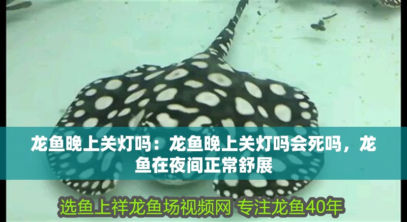 龍魚晚上關燈嗎：龍魚晚上關燈嗎會死嗎，龍魚在夜間正常舒展