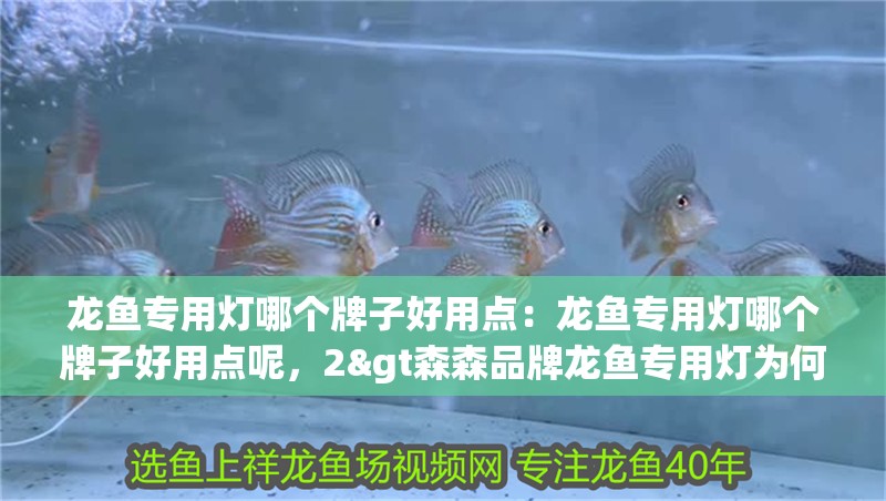 龍魚專用燈哪個牌子好用點：龍魚專用燈哪個牌子好用點呢，2&gt森森品牌龍魚專用燈為何被養魚圈高度認可 龍魚專用燈哪個牌子好用點：龍魚專用燈哪個牌子好用點呢，2&gt森森品牌龍魚專用燈為何被養魚圈高度認可 水族問答