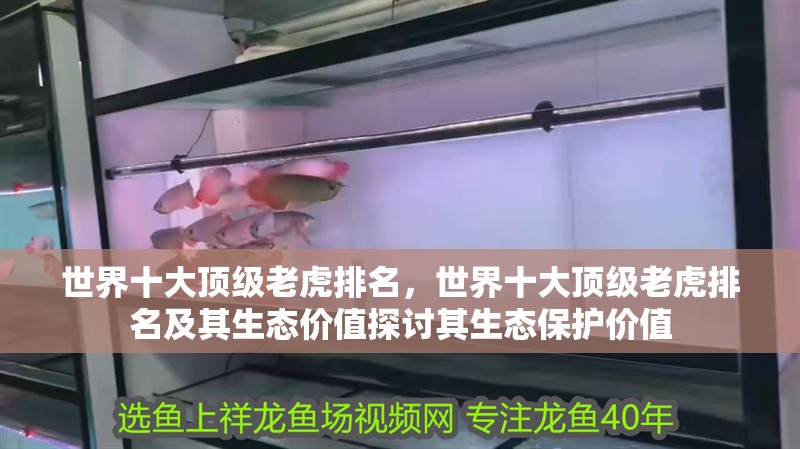 世界十大頂級(jí)老虎排名，世界十大頂級(jí)老虎排名及其生態(tài)價(jià)值探討其生態(tài)保護(hù)價(jià)值