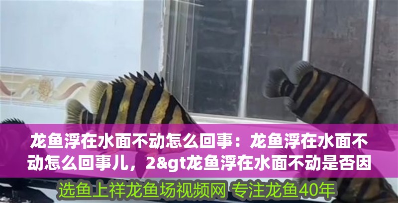 龍魚浮在水面不動怎么回事：龍魚浮在水面不動怎么回事兒，2&gt龍魚浮在水面不動是否因水質惡化導致