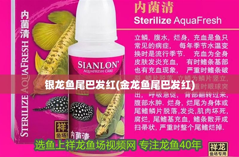 銀龍魚尾巴發(fā)紅(金龍魚尾巴發(fā)紅)