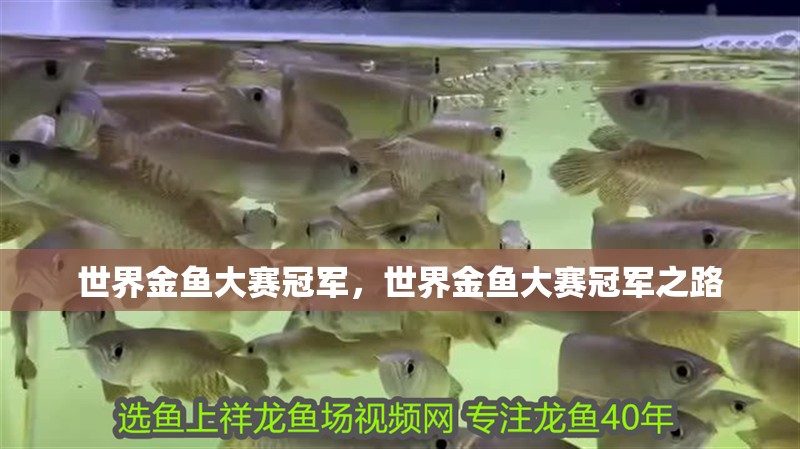 世界金魚大賽冠軍,世界金魚大賽冠軍之路 龍魚論壇 世界金魚大賽冠軍,世界金魚大賽冠軍之路 世界金魚大賽冠軍,世界金魚大賽冠軍之路 龍魚論壇