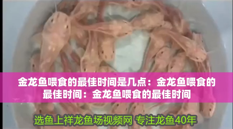 金龍魚喂食的最佳時間是幾點：金龍魚喂食的最佳時間：金龍魚喂食的最佳時間