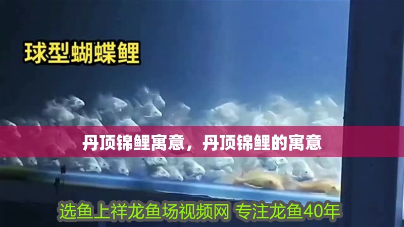 丹頂錦鯉寓意，丹頂錦鯉的寓意