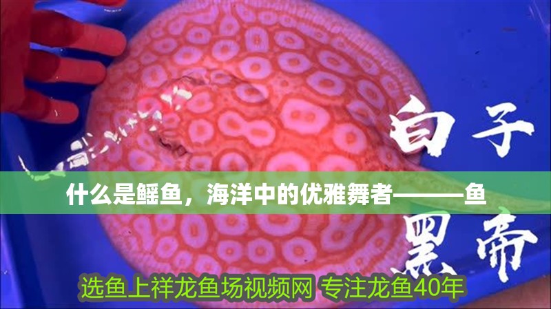 什么是鰩魚(yú)，海洋中的優(yōu)雅舞者———魚(yú)