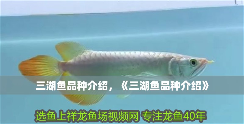 三湖魚品種介紹，《三湖魚品種介紹》 三湖魚品種介紹，《三湖魚品種介紹》 龍魚論壇
