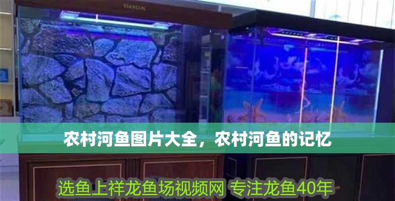 農村河魚圖片大全，農村河魚的記憶