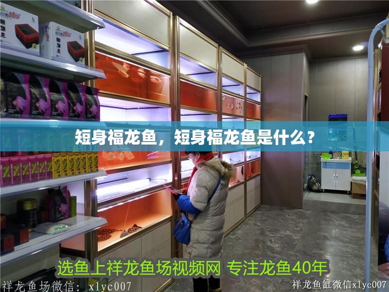 短身福龍魚，短身福龍魚是什么？