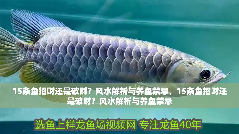15條魚招財還是破財？風水解析與養魚禁忌，15條魚招財還是破財？風水解析與養魚禁忌
