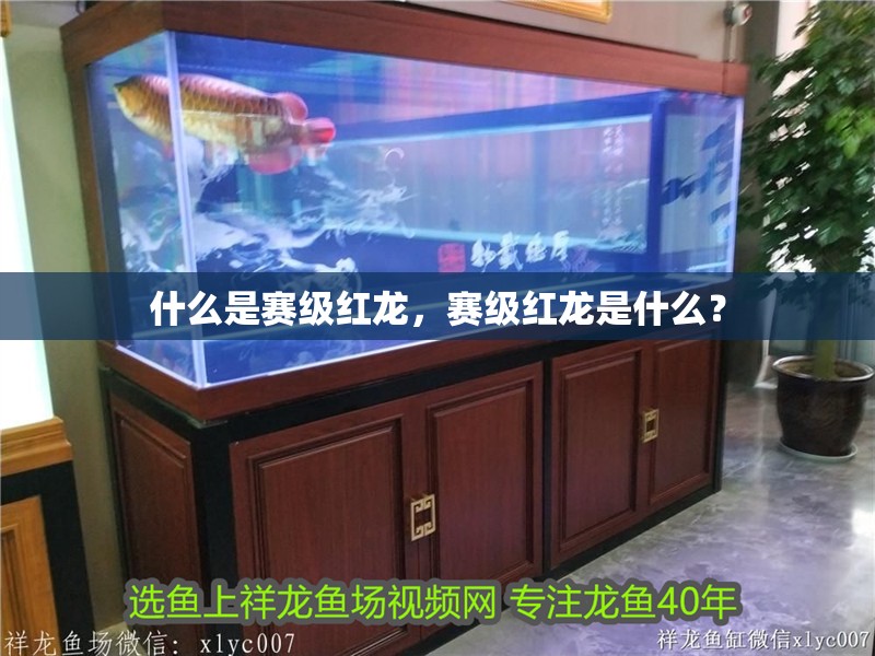 什么是賽級紅龍，賽級紅龍是什么？