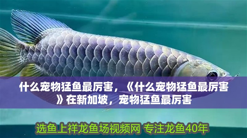 什么寵物猛魚最厲害，《什么寵物猛魚最厲害》在新加坡，寵物猛魚最厲害
