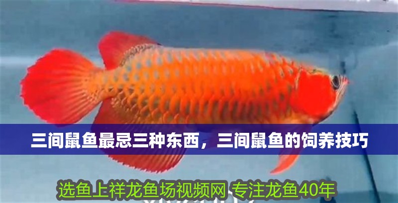 三間鼠魚最忌三種東西，三間鼠魚的飼養(yǎng)技巧