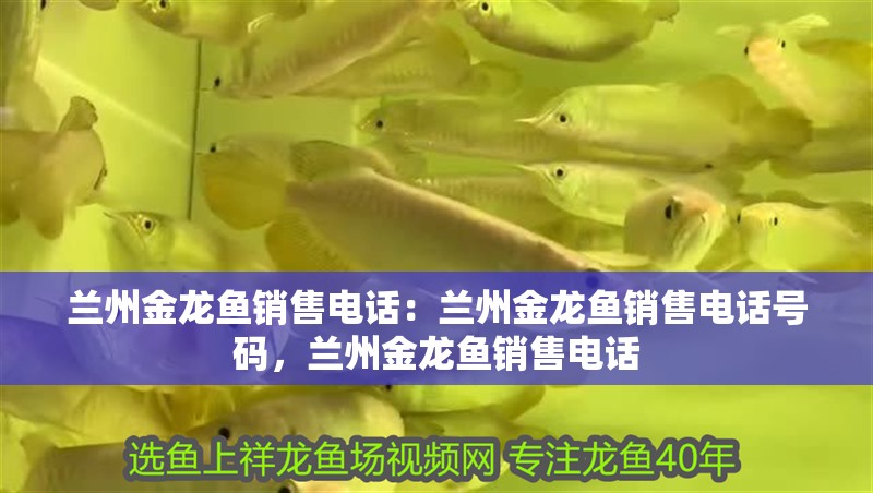 蘭州金龍魚銷售電話：蘭州金龍魚銷售電話號(hào)碼，蘭州金龍魚銷售電話