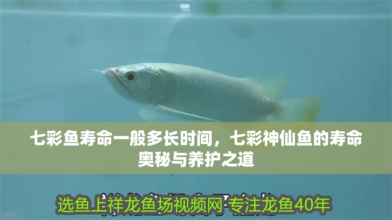 七彩魚(yú)壽命一般多長(zhǎng)時(shí)間，七彩神仙魚(yú)的壽命奧秘與養(yǎng)護(hù)之道