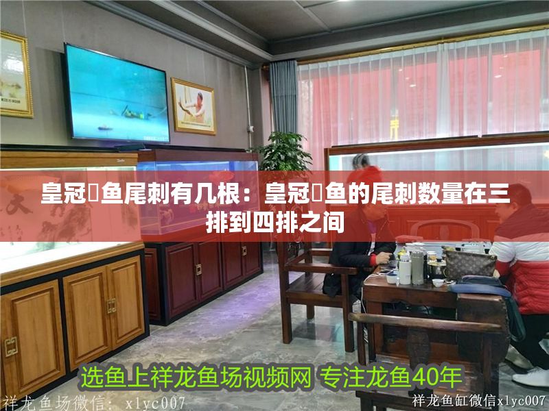 皇冠魟魚尾刺有幾根：皇冠魟魚的尾刺數量在三排到四排之間