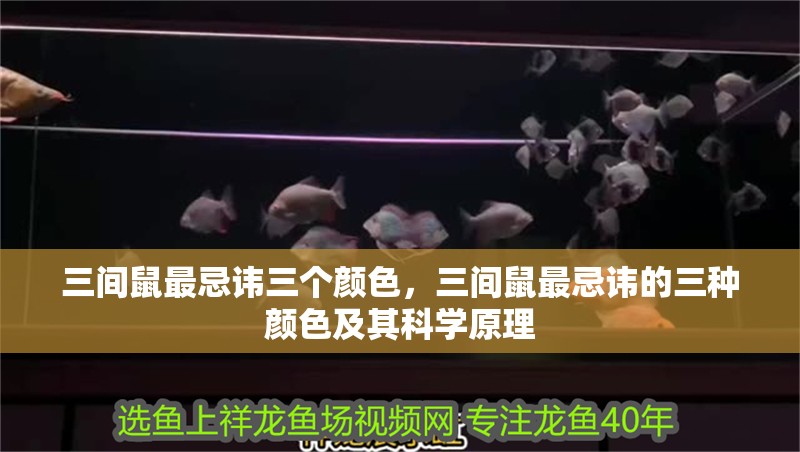 三間鼠最忌諱三個顏色，三間鼠最忌諱的三種顏色及其科學原理