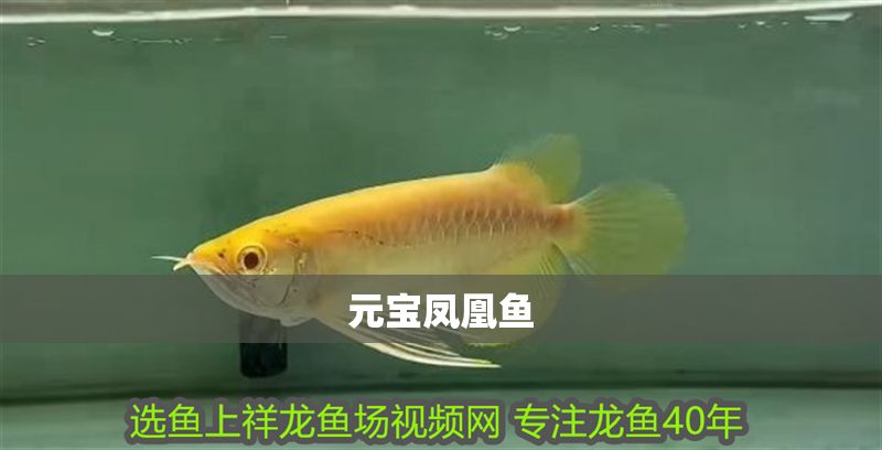 元寶鳳凰魚